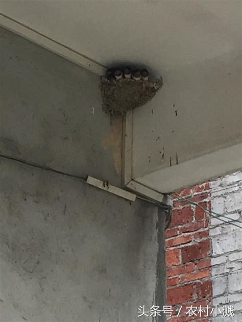 燕子在家門口築巢 冷氣裝設位置